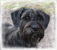 Indlæs billede til gallerivisning Porslinsmuggar med motiv Hundmotiv