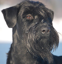 Indlæs billede til gallerivisning Porslinsmuggar med motiv Hundmotiv