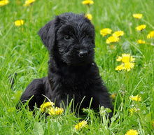 Indlæs billede til gallerivisning Porslinsmuggar med motiv Hundmotiv